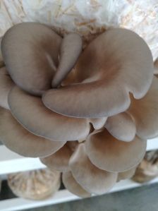Bulk Fresh Oyster Mushrooms
