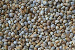 Pearl Millet (Kambu)