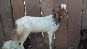 Female Nagfani Goat