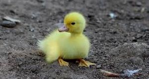 Live Duckling