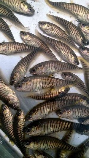 Chital Fish Seeds
