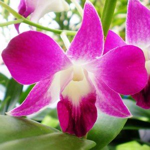 Dendrobium orchids