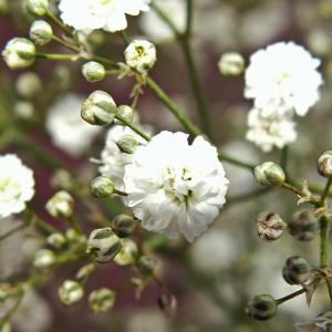 Gypsophila Young Plants