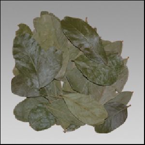 Amrita Leaves