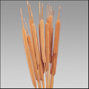Reed Spadix Large
