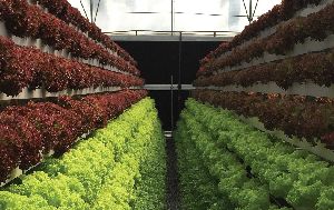 SUSTAINABLE HYDROPONIC GREENHOUSE SOLUTIONS