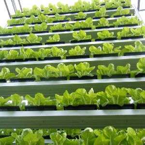 VERTICAL INDOOR HYDROPONIC FARMS