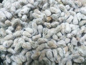 cotton seed