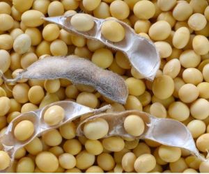 Organic Soybeans Seed, Certification : FSSAI Certified