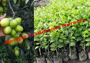 Green Apple Ber Plants