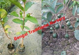 Thai 7 Guava Plants
