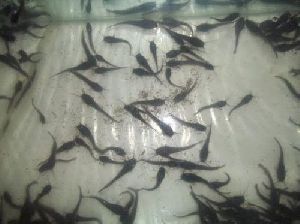 Magur Fish Seed