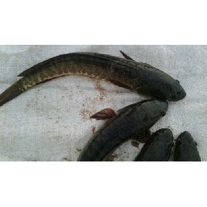 murrel fish seed
