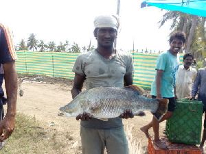 Seabass Fish Seed