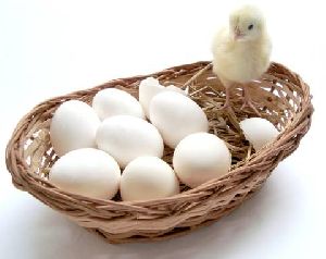 Chicken White Eggs