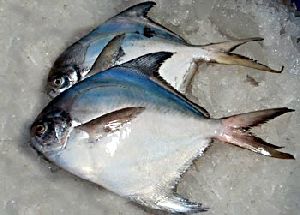 Sea Pomfret Fish