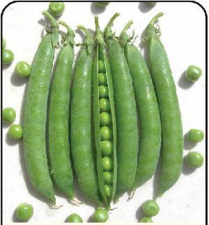 Arkel Green Peas