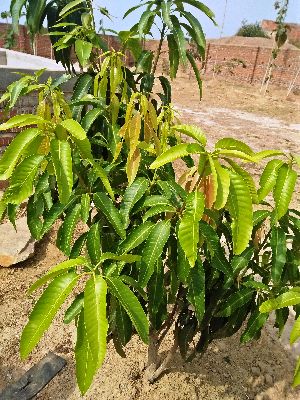 mango plants