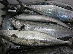 Frozen Mackerel Fish