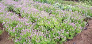 Angelonia
