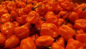 Chili Peppers(Habanero Chili Pepper), Form : Herbs