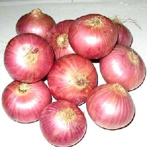 Red Onion Big