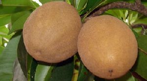 Sapota