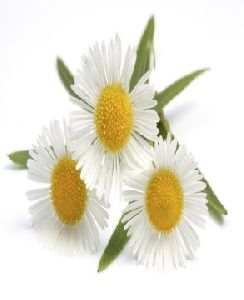 Chamomile Roman Oil