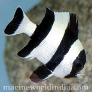 4 Stripe Damsel sea fish