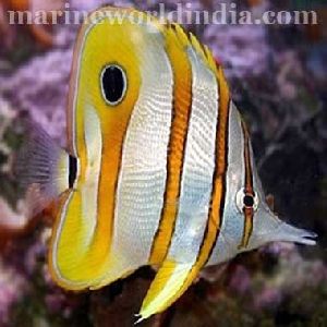 Copper Band Butterfly fish