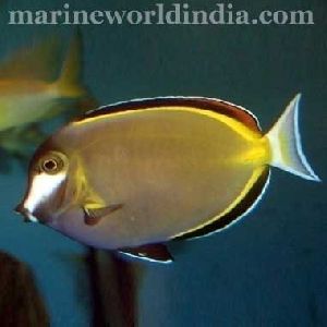 Powder Brown Tang fish