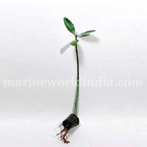 Red Mangrove Propagule Plant