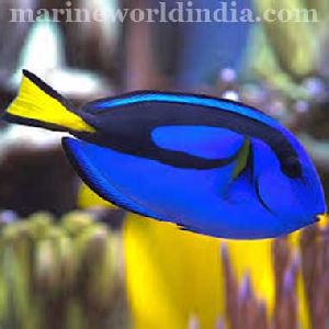 Regal Tang fish