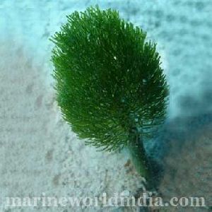 Shaving Brush Plant