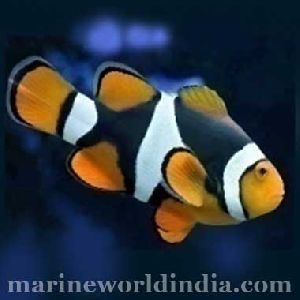 True Onyx Percula sea fish