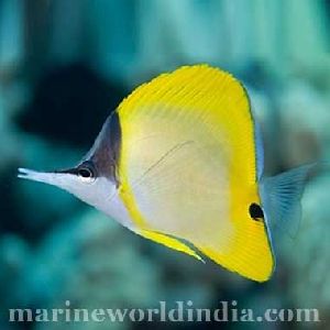Yellow Long Nose Butterfly fish