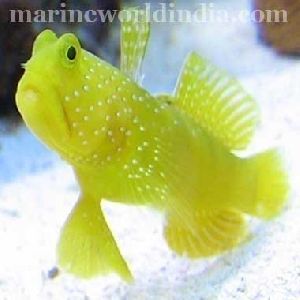 Yellow Watchman Goby fish