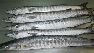 Frozen Barracuda Fishes