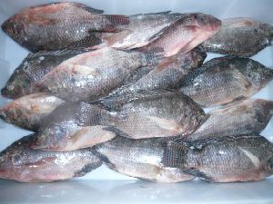 Frozen Whole Tilapia Fishes