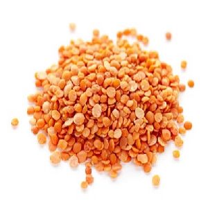 Masoor Dal (Red Lentil) in Tamil Nadu - Manufacturers and Suppliers India