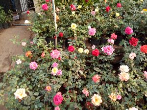 rose plants