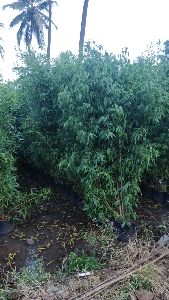 conocarpus plant