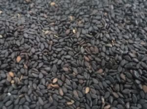 Common black sesame seeds 6-9%max