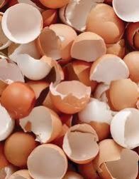 egg shell powder