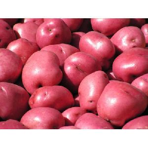 A Grade Red Potato