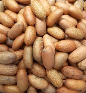 Bitter Kola Nuts