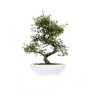 Beautiful Chinese Elm Bonsai Plant