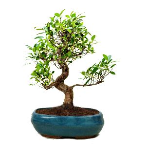 S Shape Ficus Bonsai Tree