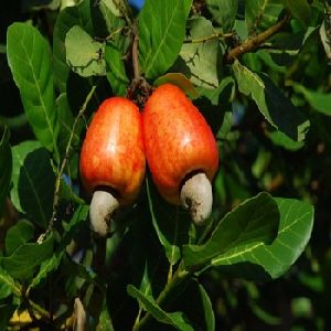 Healthy African Raw cashew nuts