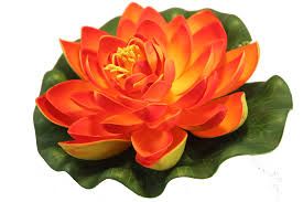 Orange Lotus Flower